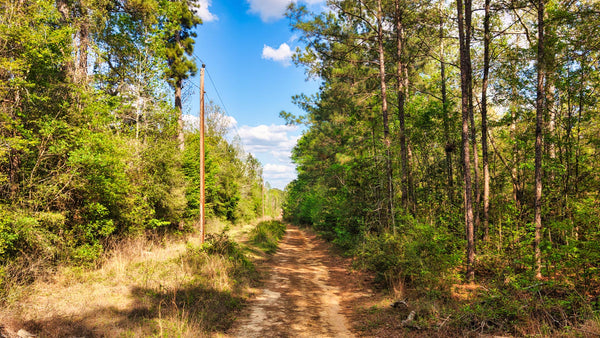 Wooded Lot with Utilities near Big Thicket National Preserve : TX_Liberty_00042