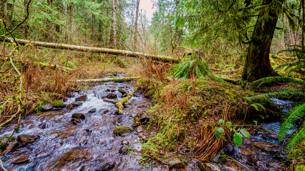 5 Wooded Acres with Creek, Power & Water near National Forest : WA_Clark_00002