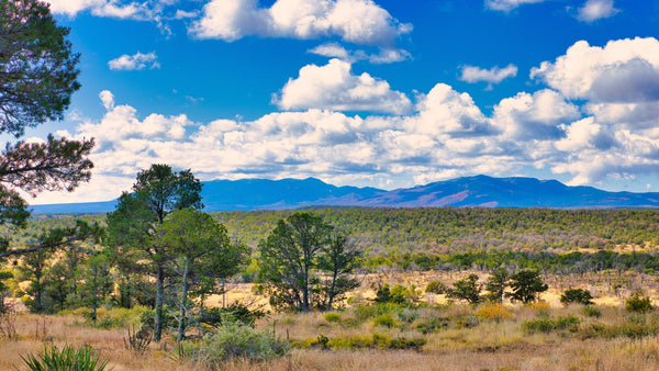 10.73 Wooded Acres in Gated Community with Road Frontage near National Forest  : NM_Torrance_00003