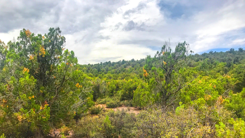 40 Acres with Trees, Varied Terrain & Dirt Road Access : AZ_Mohave_00001