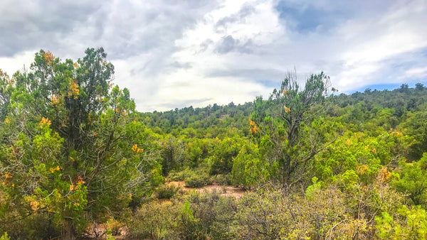 40 Acres with Trees, Varied Terrain & Dirt Road Access : AZ_Mohave_00001