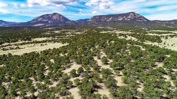 35 Acre Wooded Homesite with Electricity & Road Frontage