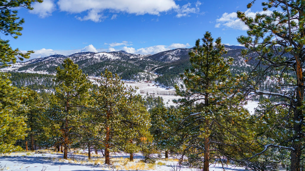 7.4 Wooded Mountain Acres with Electricity & Road Frontage : CO_Custer_00001