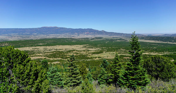 35 Wooded Acres on Sheep Mountain by 2,250+ Acres of BLM Land - CO_Huerfano_00024
