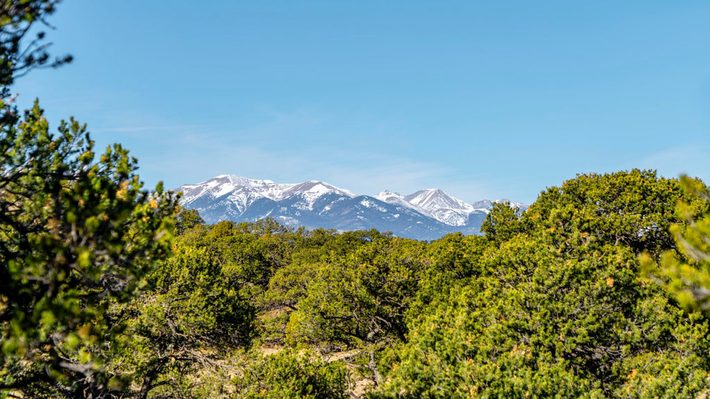35 Acre Wooded Ranch near 3,600+ Acres of BLM Land in Southern Colorado