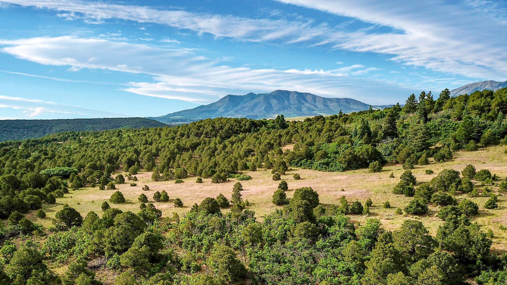 35 Wooded Acres near BLM Land & Sheep Mountain : CO_Huerfano_00062