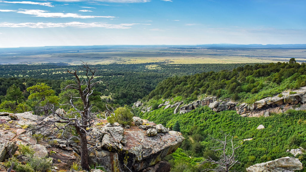 73.43 Wooded Mountain Acres bordering the San Isabel National Forest : CO_Huerfano_00056