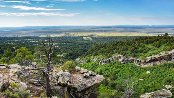 73.43 Wooded Mountain Acres bordering the San Isabel National Forest : CO_Huerfano_00056