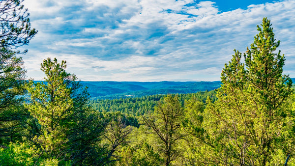 5.25 Acre Wooded Homesite near Trinidad Lake State Park : CO_Las-Animas_00036