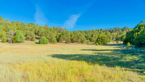 5 Acre Wooded Homesite with Electricity & Road Frontage : CO_Las-Animas_00037