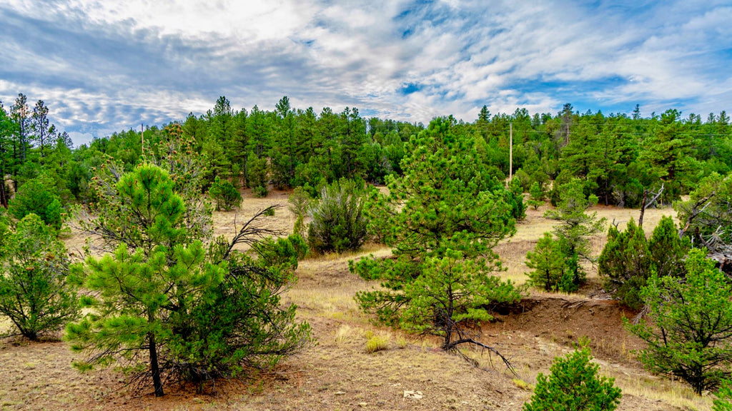 5.03 Acre Wooded Homesite near Trinidad Lake State Park : CO_Las-Animas_00040