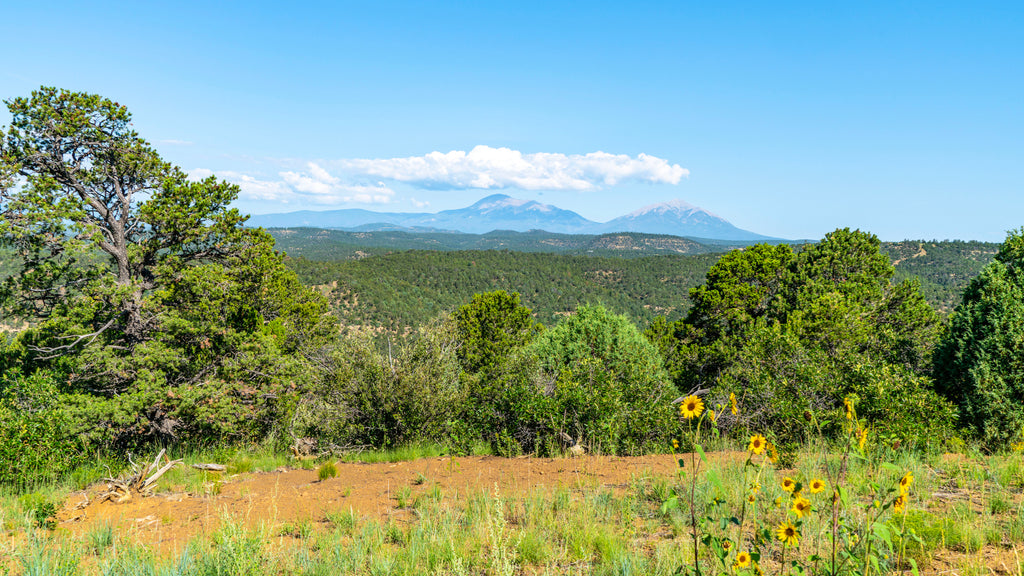 38.94 Wooded Mountain Acres with Amazing Views : CO_Las-Animas_00048