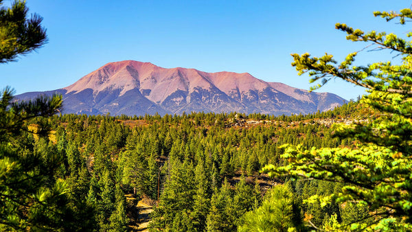 40 Acre Wooded Mountain Homesite with Electricity