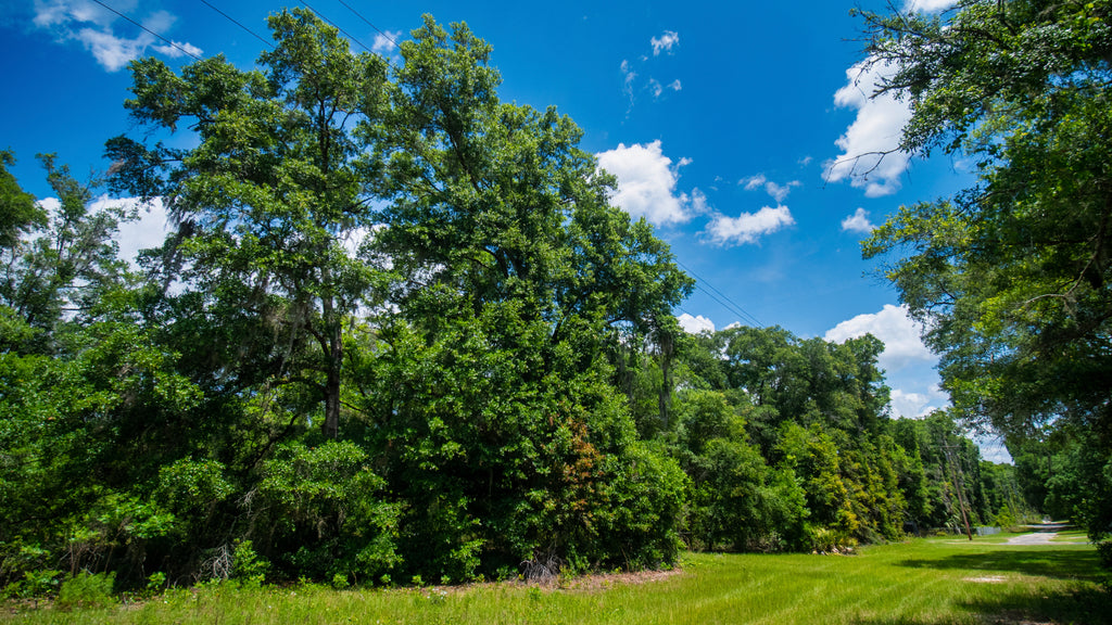0.62 Wooded Acres with Road Frontage & Electricity : FL_Marion_00001