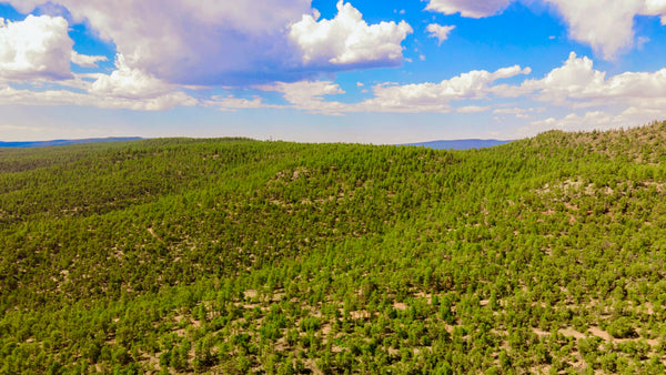 22.8 Wooded Mountain Acres only 560 feet from National Forest Land : NM_Cibola_00050