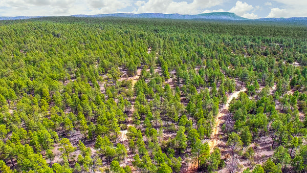 16 Wooded Mountain Acres near National Forest Land : NM_Cibola_00010
