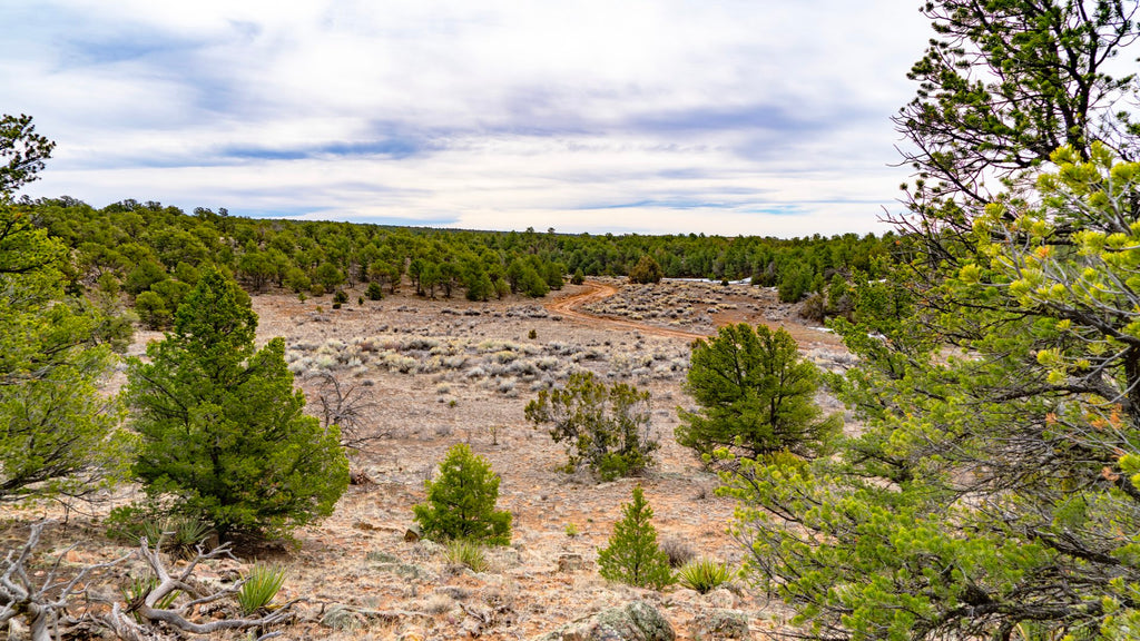 2.50 Acre Homesite near the Cibola National Forest