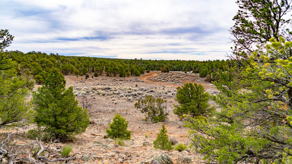 2.50 Acre Homesite near the Cibola National Forest