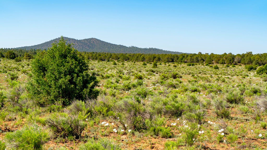 9 Acres near BLM Land & Cibola National Forest : NM_Cibola_00024