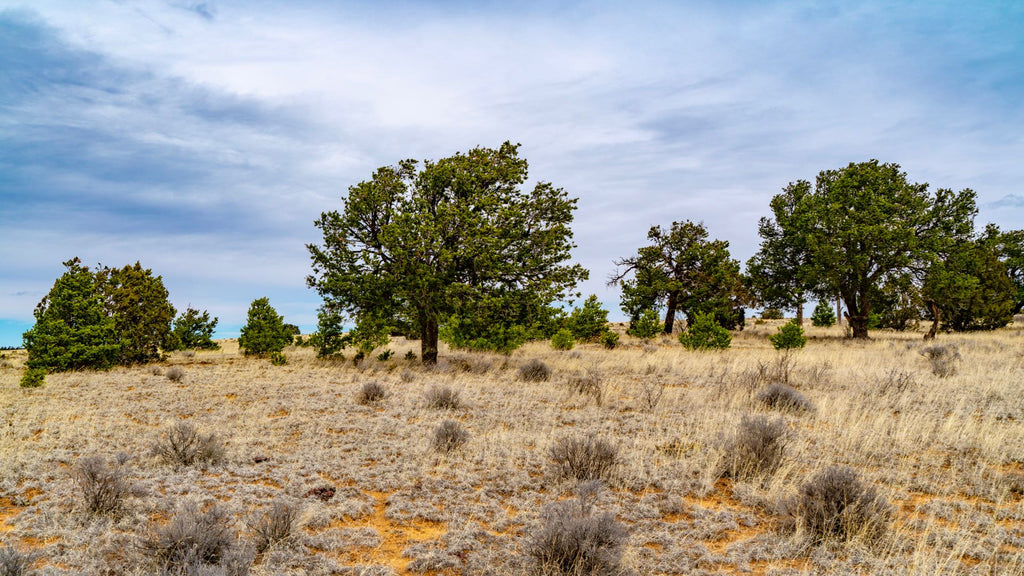 5.3 Acre Homesite with Road Frontage near National Forest - NM_Cibola_00025