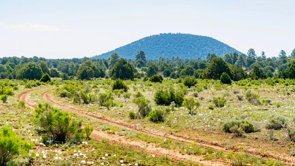 11 Acres near BLM Land & Cibola National Forest : NM_Cibola_00026