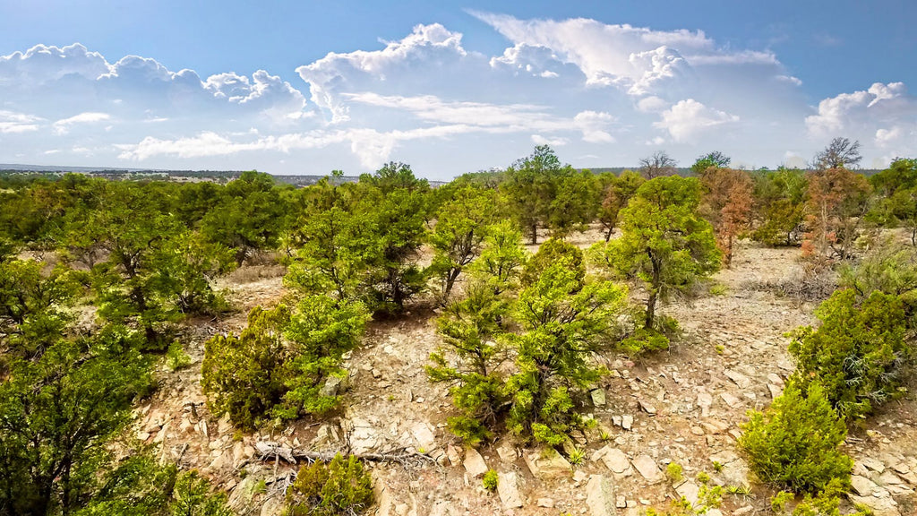 2.67 Acres with Trees & Road Access near Cibola National Forest : NM_Cibola_00029