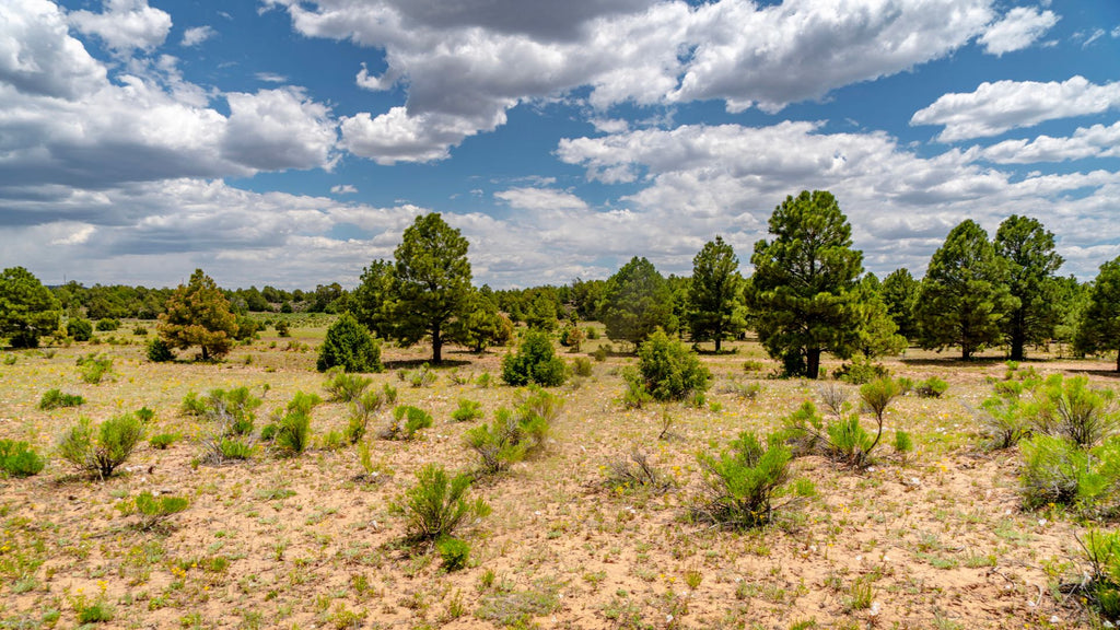 40.5 Acres near BLM Land & Cibola National Forest : NM_Cibola_00030