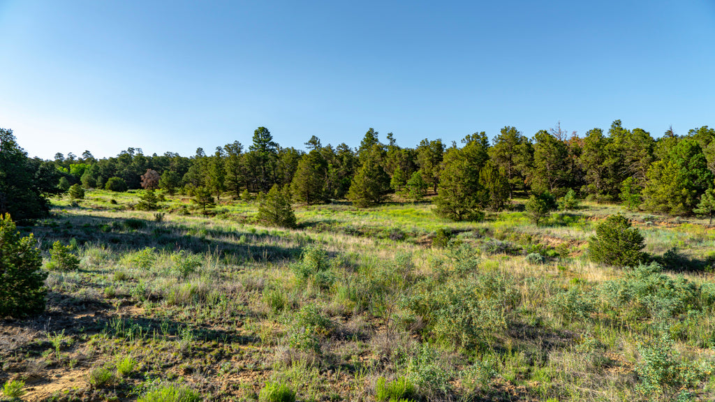 4.56 Acre Wooded Homesite near 9,000+ Acres of BLM Land : NM_Cibola_00031