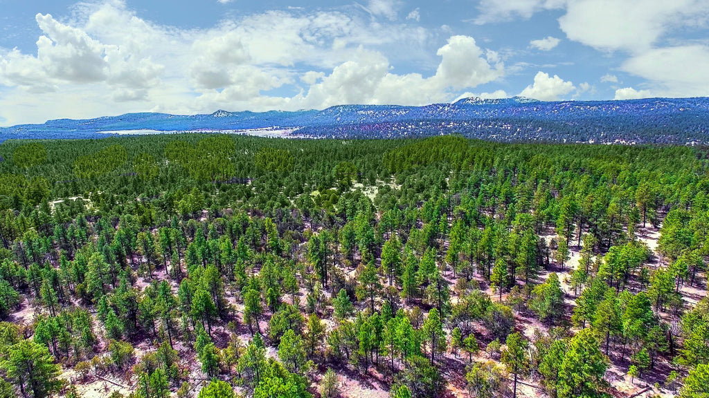 14.6 Wooded Mountain Acres bordering the Cibola National Forest - NM_Cibola_00032