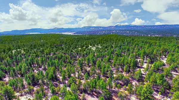 14.6 Wooded Mountain Acres bordering the Cibola National Forest - NM_Cibola_00032