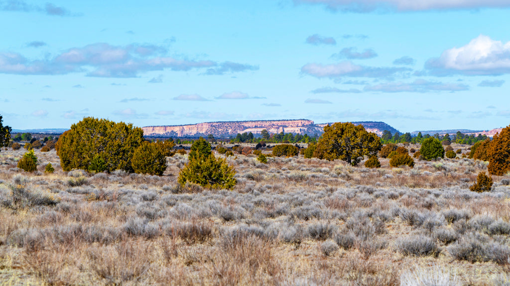 21.2 Acre Ranch with Electricity near the Cibola National Forest : NM_Cibola_00038