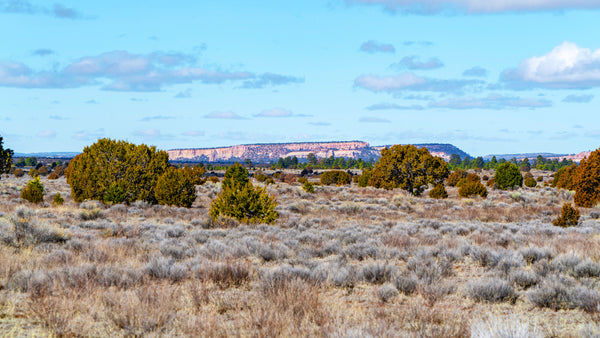 21.2 Acre Ranch with Electricity near the Cibola National Forest : NM_Cibola_00038