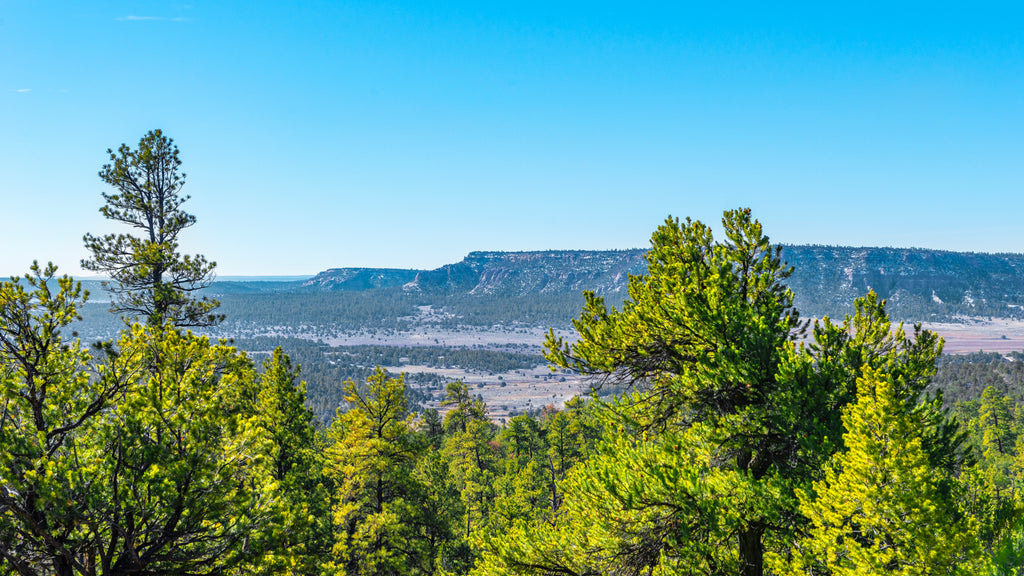 20 Wooded Mountain Acres with Waterfall near the Cibola National Forest : NM_Cibola_00052