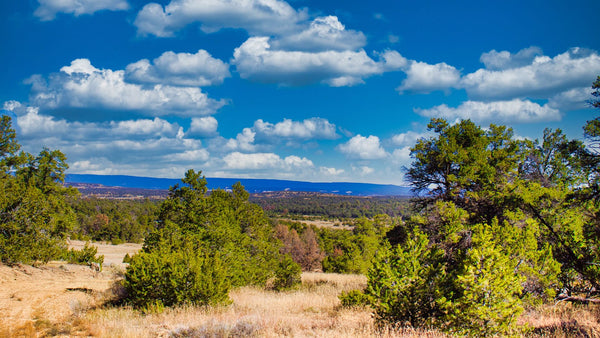 4.25 Wooded Acres with Dirt Road Access near National Forest Land  : NM_Cibola_00057