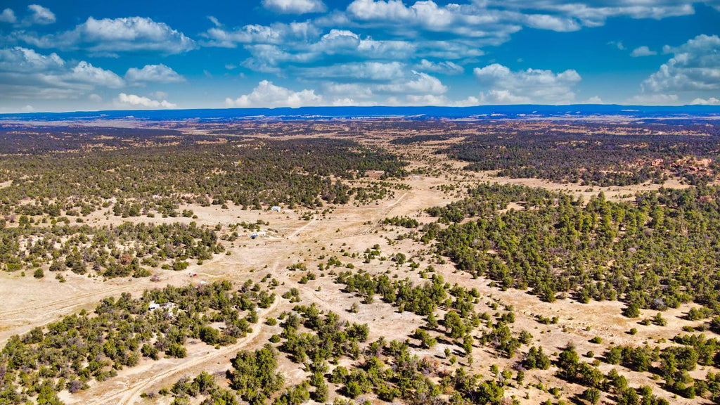 4.68 Wooded Acres with Dirt Road Access near National Forest Land  : NM_Cibola_00058