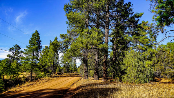 6.88 Acre Wooded Mountain Homesite Surrounded by Cibola National Forest