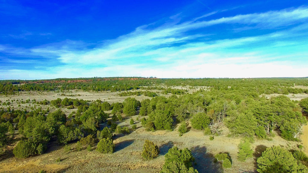 8 Wooded Acres in Cibola County, New Mexico