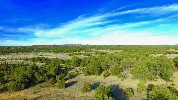 8 Wooded Acres in Cibola County, New Mexico