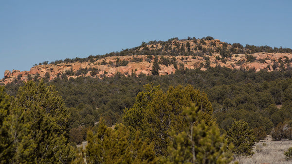 21 Acre Homesite with Power, Trees & Amazing Access