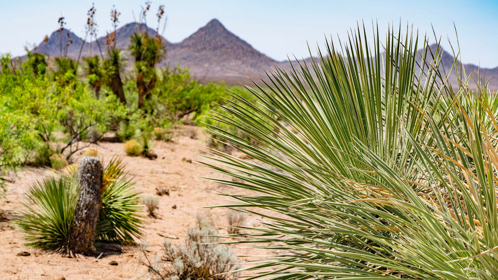 79 Acre Ranch bordering Public Land near Electricity, County Road & Mountains