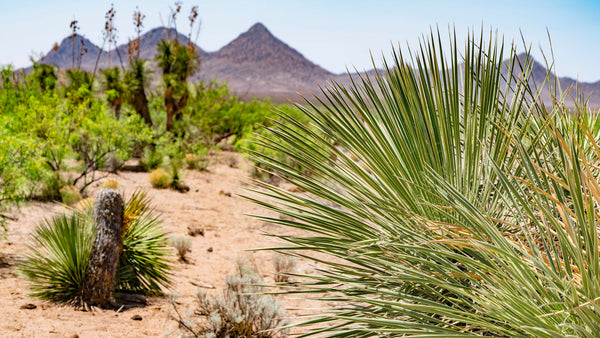 79 Acre Ranch bordering Public Land near Electricity, County Road & Mountains