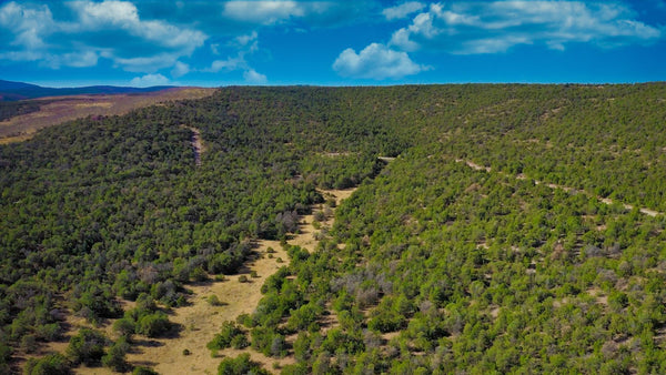 16.74 Acres with Power & Internet bordering National Forest Land : NM_Torrance_00009