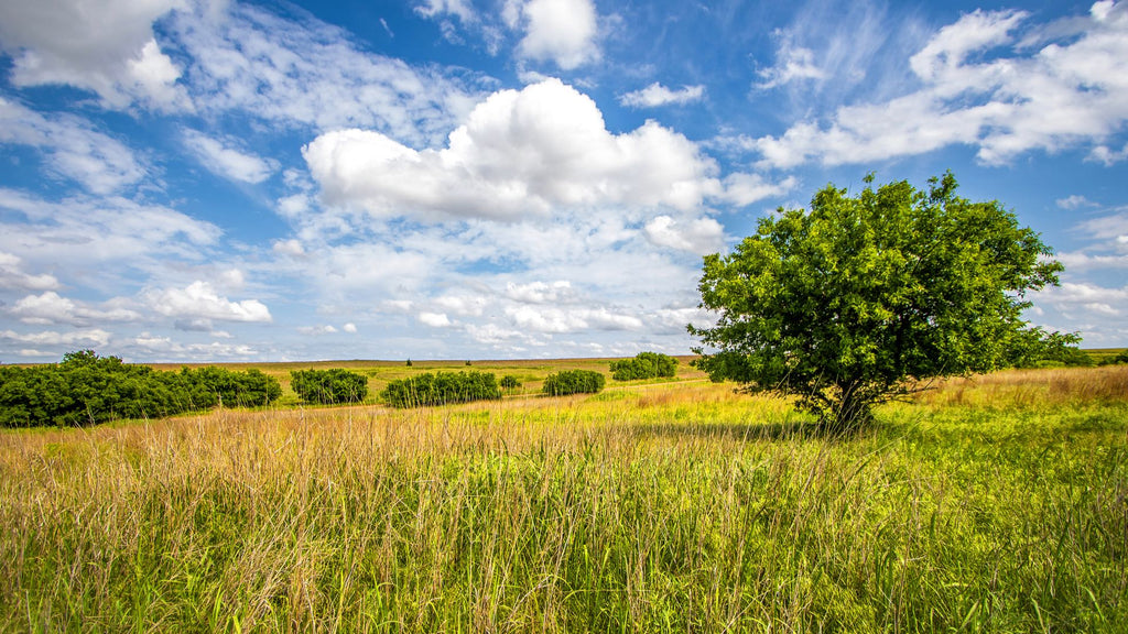 9.9 Acres with Road Frontage near Lawton, Oklahoma : OK_Tillman_00001