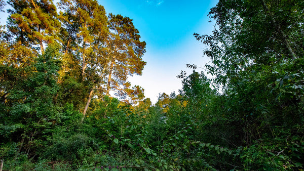 Wooded Homesite with Utilities near Big Thicket National Preserve in Southeast Texas