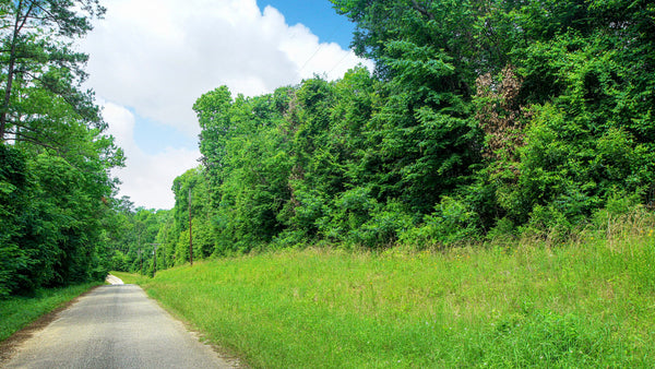 Wooded Texas Homesite with Electricity, Telephone & Internet : TX_Liberty_00013