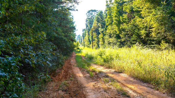 Wooded Lot with Utilities near Big Thicket National Preserve : TX_Liberty_00032