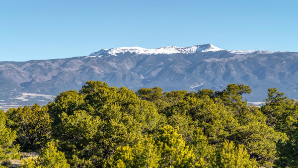 35 Acre Wooded Homesite near 3,600+ Acres of BLM Land in Colorado