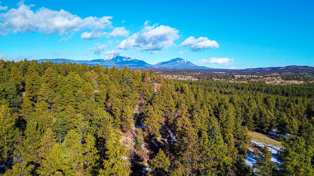 5 Acre Wooded Homesite with Electricity & Road Frontage  : CO_Las-Animas_00042
