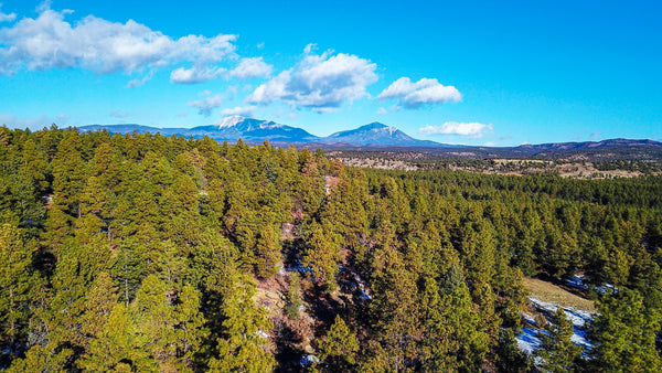 5 Acre Wooded Homesite with Electricity & Road Frontage  : CO_Las-Animas_00042