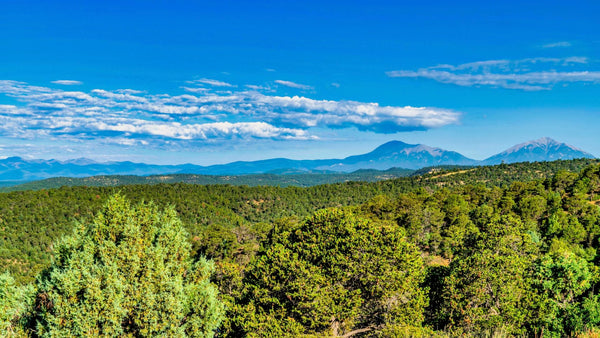 40 Wooded Mountain Acres with Road Access & Amazing Views : CO_Las-Animas_00047